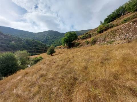 Quinta  Venda em Loriga,Seia
