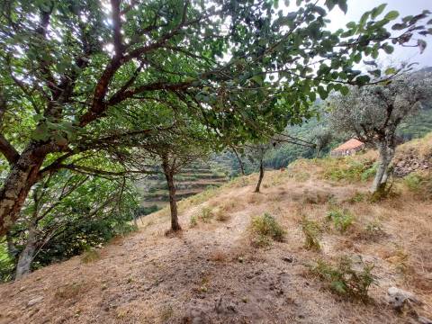 Quinta  Venda em Loriga,Seia
