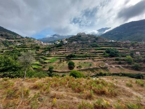 Quinta  Venda em Loriga,Seia