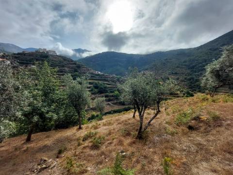 Quinta  Venda em Loriga,Seia