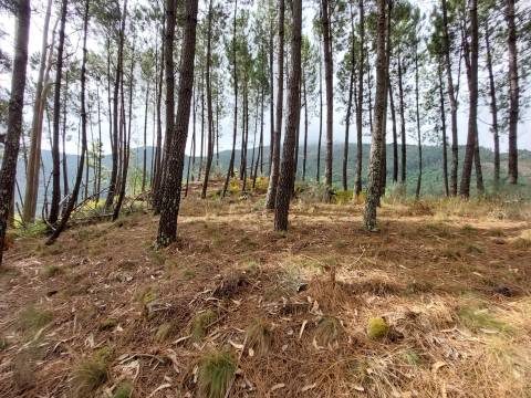 Quinta  Venda em Loriga,Seia