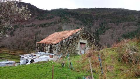 Quinta  Venda em Loriga,Seia