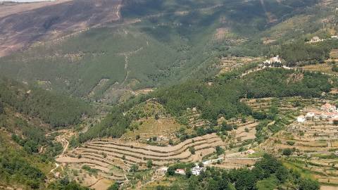 Quinta  Venda em Loriga,Seia