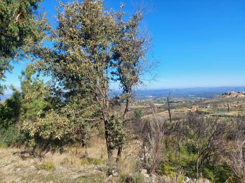 Quinta  Venda em Figueiró da Serra e Freixo da Serra,Gouveia