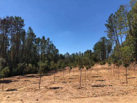 Quinta T0 Venda em Antas e Matela,Penalva do Castelo