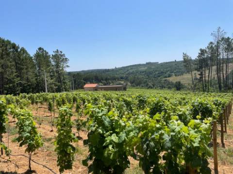 Quinta T0 Venda em Antas e Matela,Penalva do Castelo