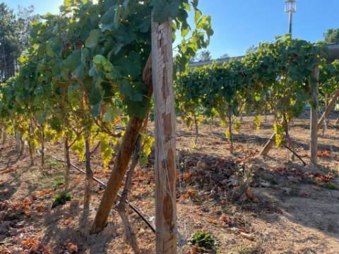 Quinta T0 Venda em Antas e Matela,Penalva do Castelo