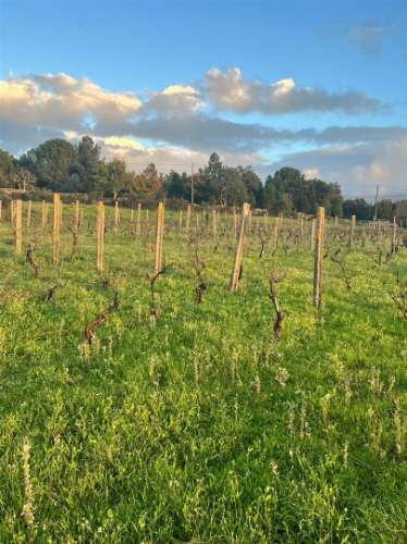Terreno Rústico  Venda em Santa Comba,Seia
