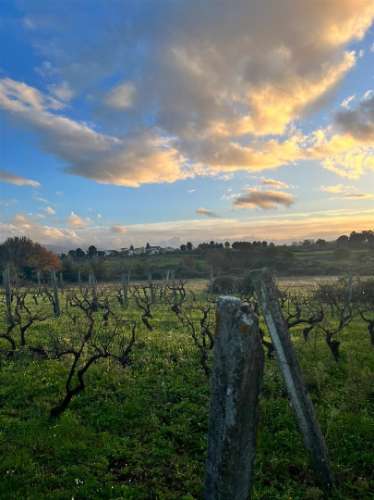 Terreno Rústico  Venda em Santa Comba,Seia
