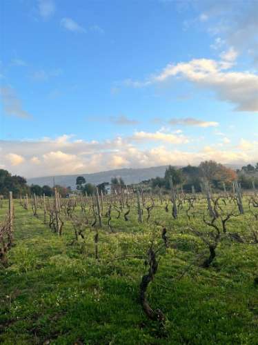Terreno Rústico  Venda em Santa Comba,Seia