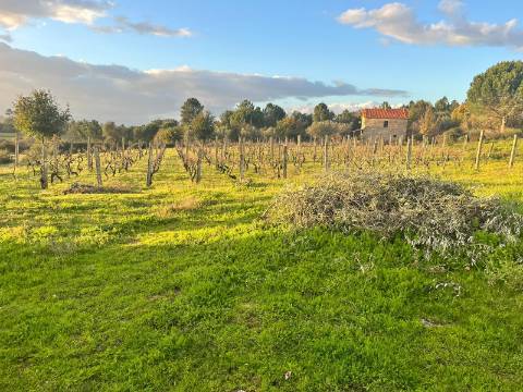 Terreno Rústico  Venda em Santa Comba,Seia