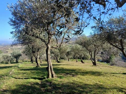 Quintinha T1 Venda em Figueiró da Serra e Freixo da Serra,Gouveia