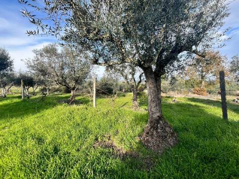 Quinta  Venda em Seixo da Beira,Oliveira do Hospital