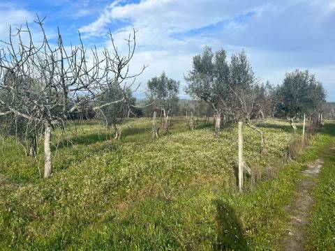 Quinta  Venda em Seixo da Beira,Oliveira do Hospital