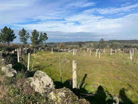 Quinta  Venda em Seixo da Beira,Oliveira do Hospital
