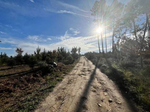 Quinta  Venda em Seixo da Beira,Oliveira do Hospital