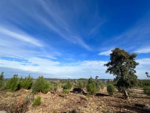 Quinta  Venda em Seixo da Beira,Oliveira do Hospital