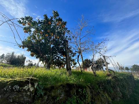 Quinta  Venda em Seixo da Beira,Oliveira do Hospital