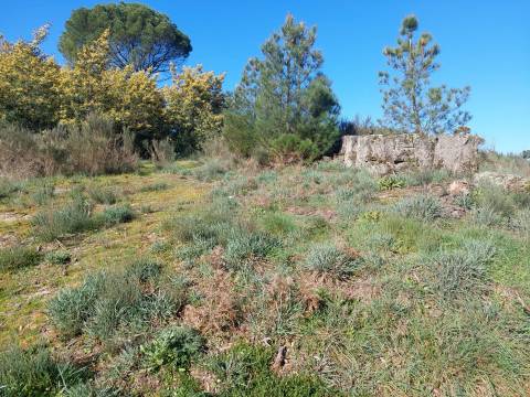 Quinta  Venda em Rio Torto e Lagarinhos,Gouveia