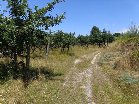 Quinta  Venda em Santa Marinha e São Martinho,Seia