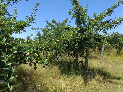 Quinta  Venda em Santa Marinha e São Martinho,Seia