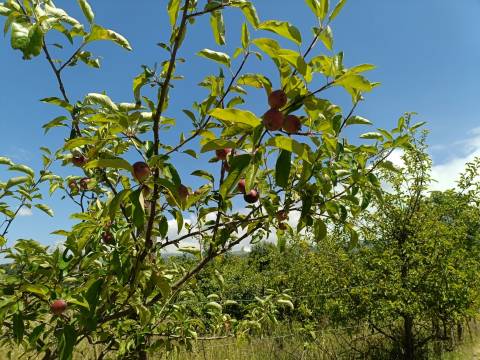 Quinta  Venda em Santa Marinha e São Martinho,Seia