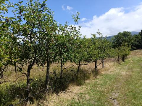 Quinta  Venda em Santa Marinha e São Martinho,Seia