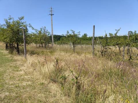 Quinta  Venda em Santa Marinha e São Martinho,Seia