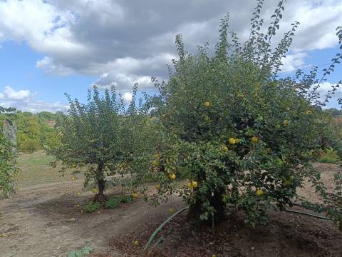 Terreno Para Construção  Venda em Paranhos,Seia