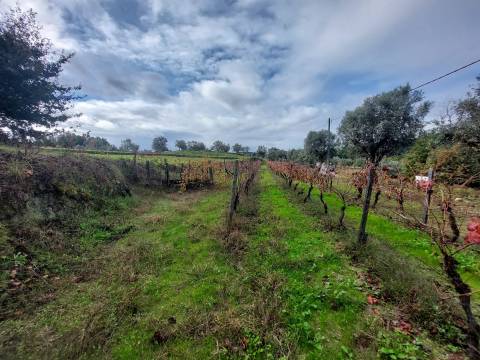 Terreno Rústico  Venda em Vila Nova de Tazem,Gouveia