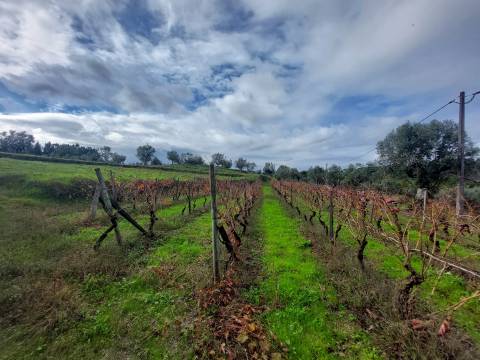 Terreno Rústico  Venda em Vila Nova de Tazem,Gouveia