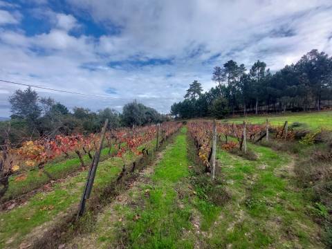 Terreno Rústico  Venda em Vila Nova de Tazem,Gouveia