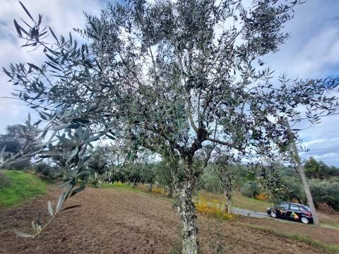 Terreno Rústico  Venda em Vila Nova de Tazem,Gouveia