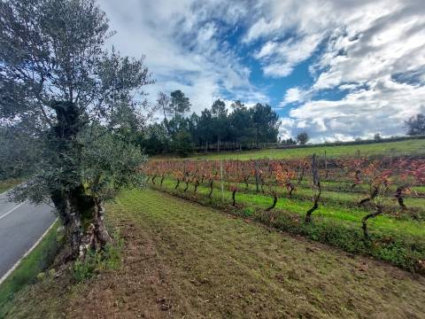 Terreno Rústico  Venda em Vila Nova de Tazem,Gouveia