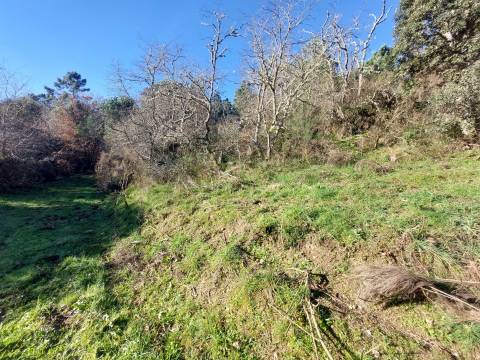 Quinta  Venda em Fornos de Algodres,Fornos de Algodres