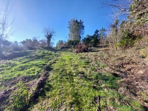 Quinta  Venda em Fornos de Algodres,Fornos de Algodres