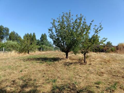 Terreno Rústico  Venda em Nespereira,Gouveia
