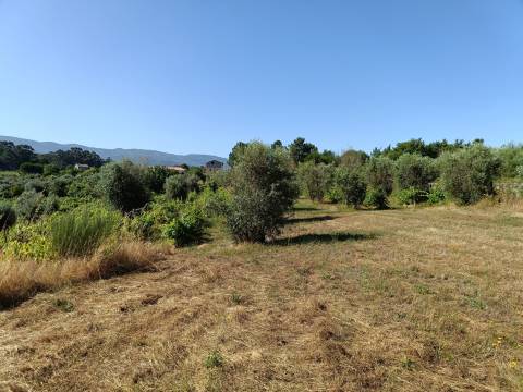 Terreno Rústico  Venda em Nespereira,Gouveia
