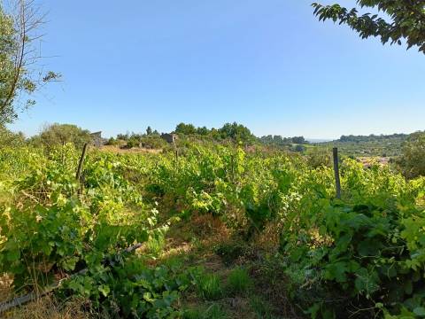 Terreno Rústico  Venda em Nespereira,Gouveia