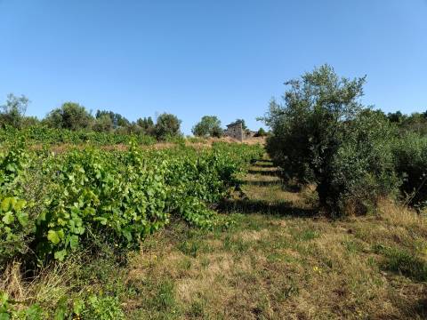 Terreno Rústico  Venda em Nespereira,Gouveia