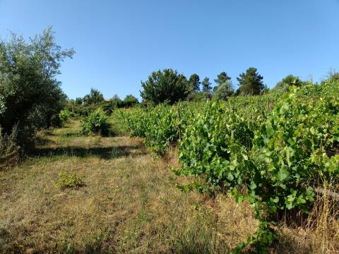 Terreno Rústico  Venda em Nespereira,Gouveia