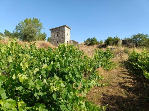 Terreno Rústico  Venda em Nespereira,Gouveia
