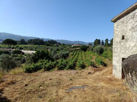Terreno Rústico  Venda em Nespereira,Gouveia