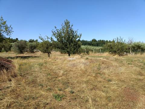 Terreno Rústico  Venda em Nespereira,Gouveia
