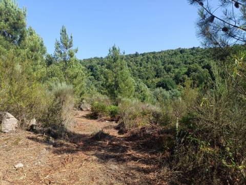 Terreno Rústico  Venda em Algodres,Fornos de Algodres