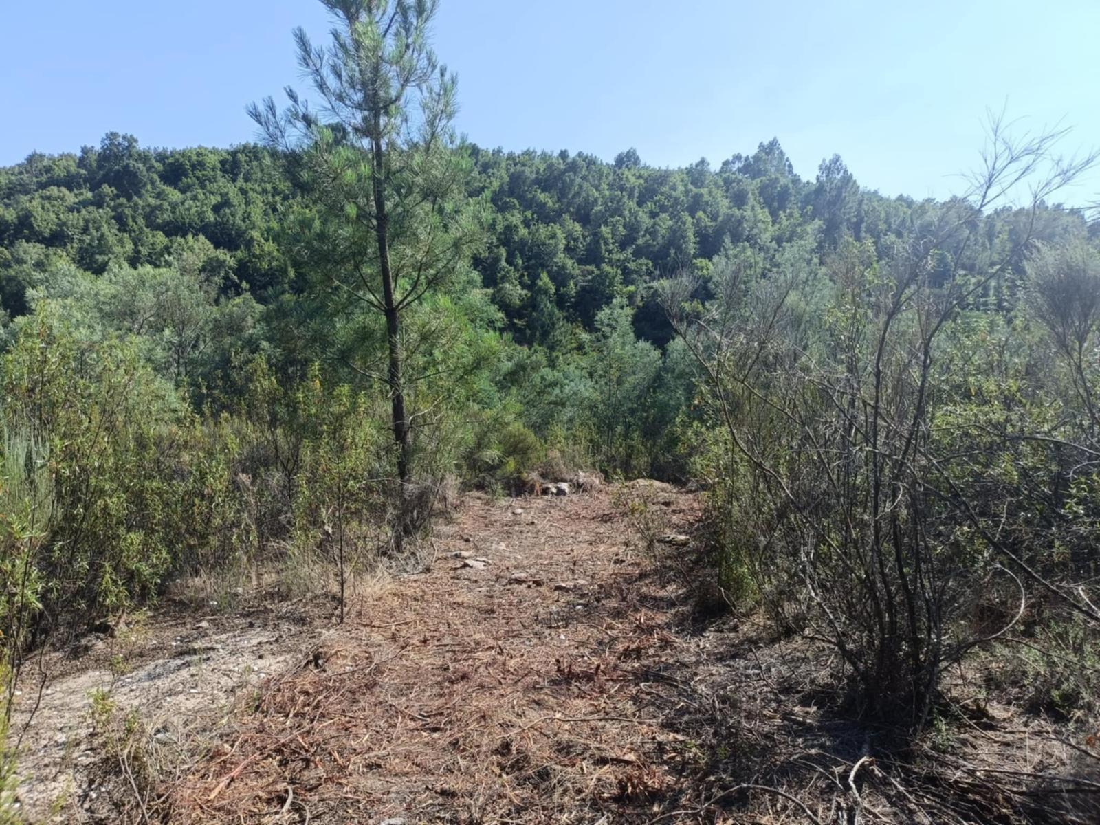 Terreno Rústico  Venda em Algodres,Fornos de Algodres