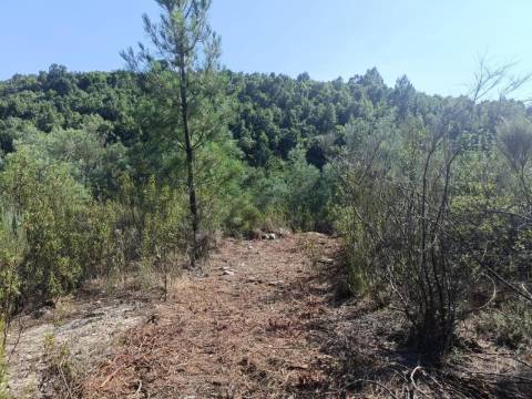 Terreno Rústico  Venda em Algodres,Fornos de Algodres