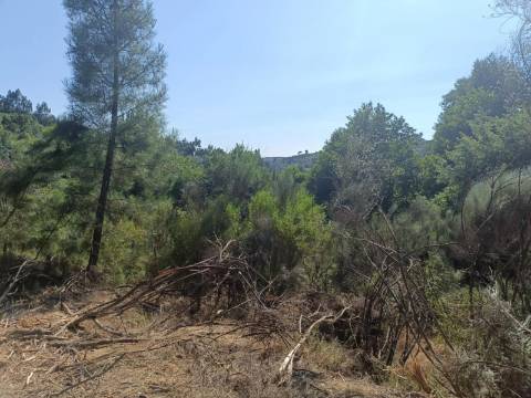 Terreno Rústico  Venda em Algodres,Fornos de Algodres