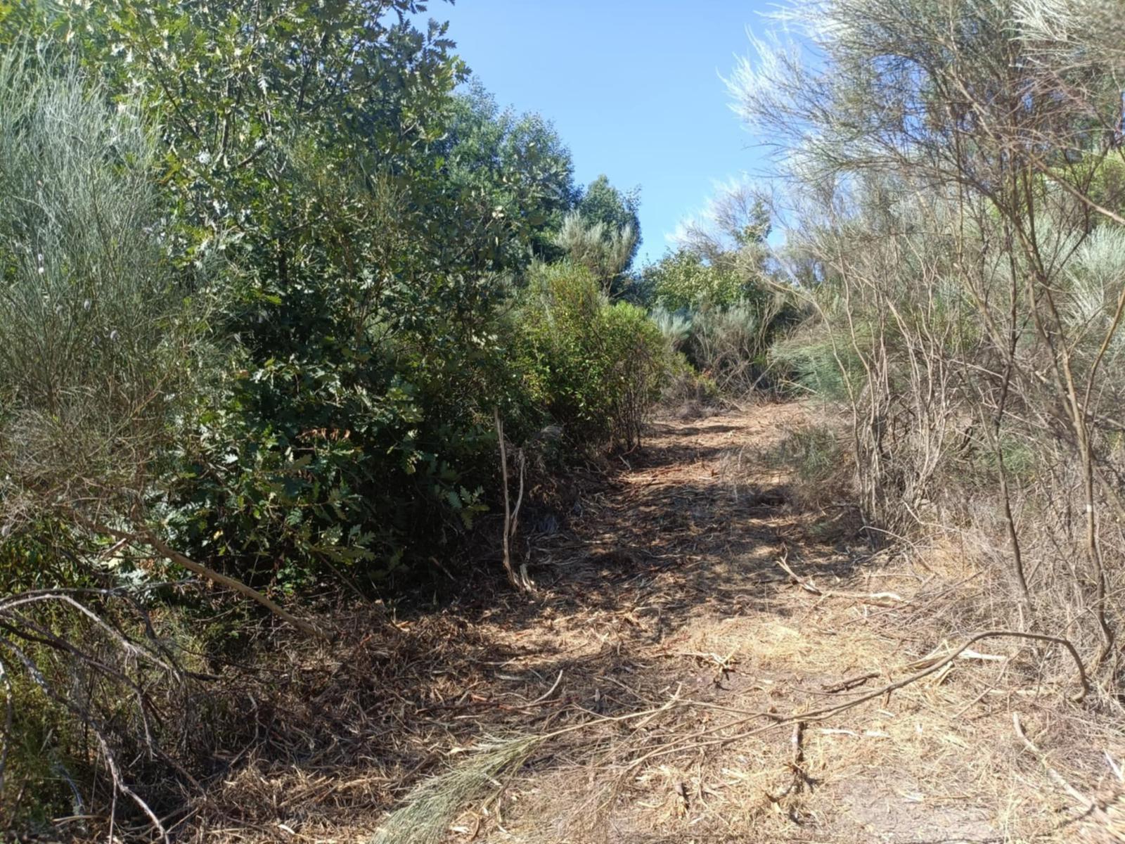 Terreno Rústico  Venda em Algodres,Fornos de Algodres