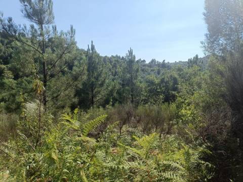 Terreno Rústico  Venda em Algodres,Fornos de Algodres